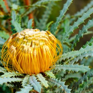 Dryandra NP 