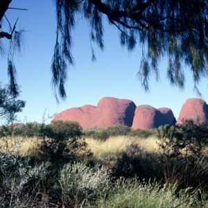 Kata Tjuta and Desert Oak